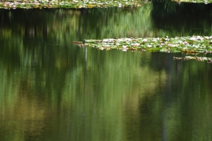 沼