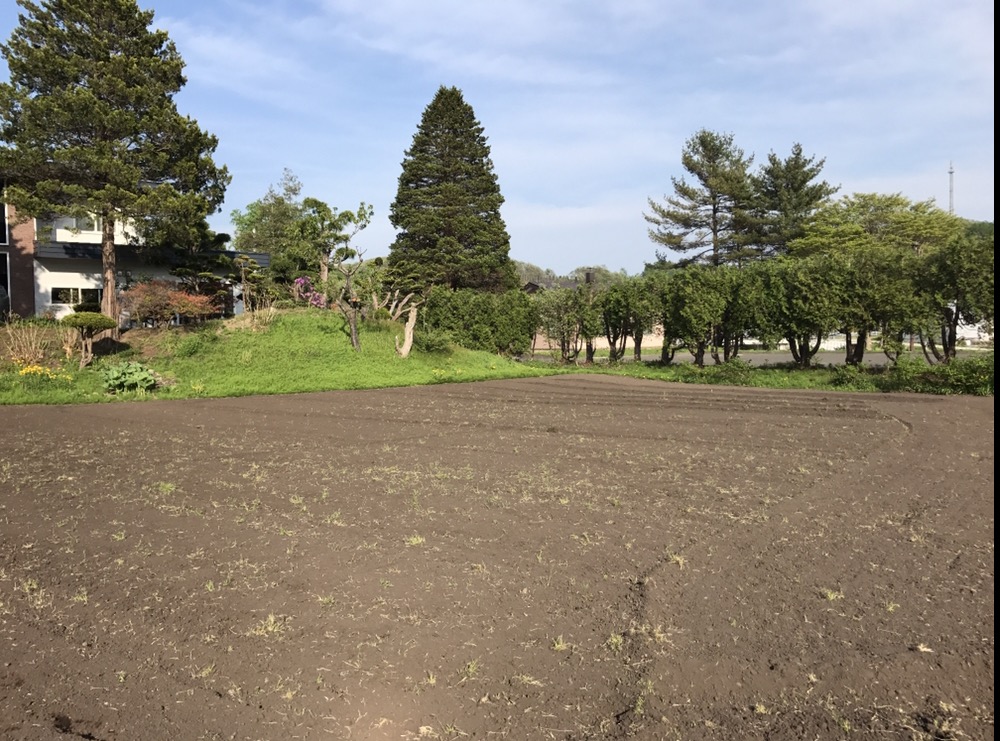 2017年　またホーリーバジルの季節がやって来ました。